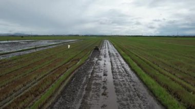 Malezya, Kedah 'daki Paddy Rice Tarlalarını tarayan traktörler