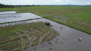 Malezya, Kedah 'daki Paddy Rice Tarlalarını tarayan traktörler