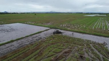 Malezya, Kedah 'daki Paddy Rice Tarlalarını tarayan traktörler