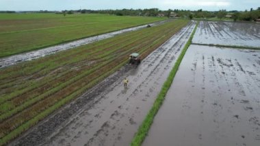 Malezya, Kedah 'daki Paddy Rice Tarlalarını tarayan traktörler
