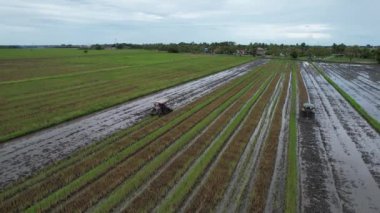 Malezya, Kedah 'daki Paddy Rice Tarlalarını tarayan traktörler
