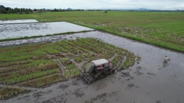 Malezya, Kedah 'daki Paddy Rice Tarlalarını tarayan traktörler