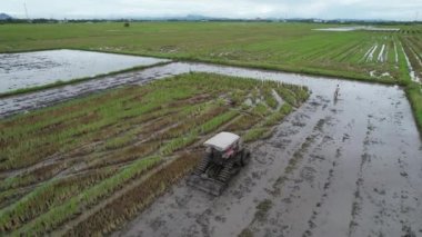 Malezya, Kedah 'daki Paddy Rice Tarlalarını tarayan traktörler