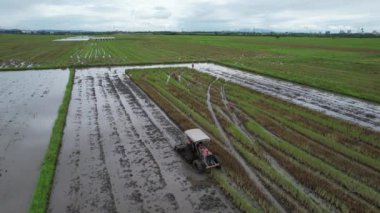Malezya, Kedah 'daki Paddy Rice Tarlalarını tarayan traktörler