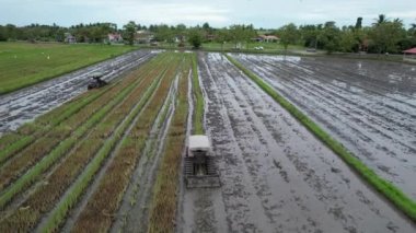 Malezya, Kedah 'daki Paddy Rice Tarlalarını tarayan traktörler