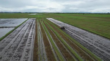 Malezya, Kedah 'daki Paddy Rice Tarlalarını tarayan traktörler