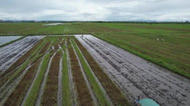 Malezya, Kedah 'daki Paddy Rice Tarlalarını tarayan traktörler