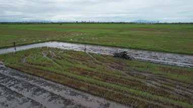 Malezya, Kedah 'daki Paddy Rice Tarlalarını tarayan traktörler