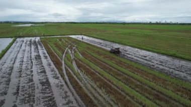 Malezya, Kedah 'daki Paddy Rice Tarlalarını tarayan traktörler
