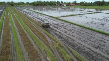 Malezya, Kedah 'daki Paddy Rice Tarlalarını tarayan traktörler
