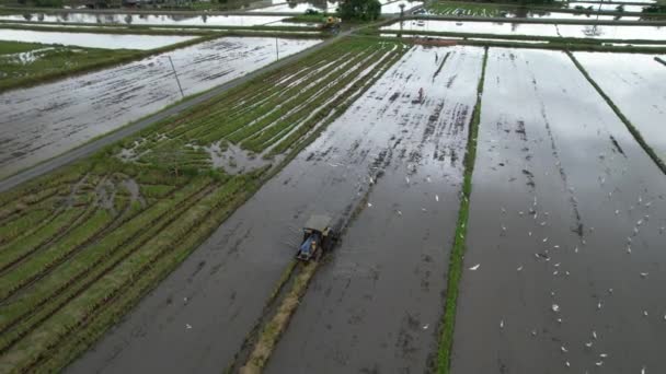 Tractors Ploughing Paddy Rice Fields Kedah Μαλαισία — Αρχείο Βίντεο