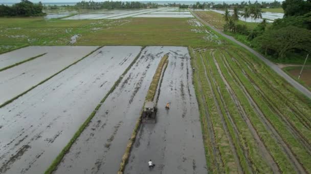 マレーシア ケダの水田を耕すトラクター — ストック動画