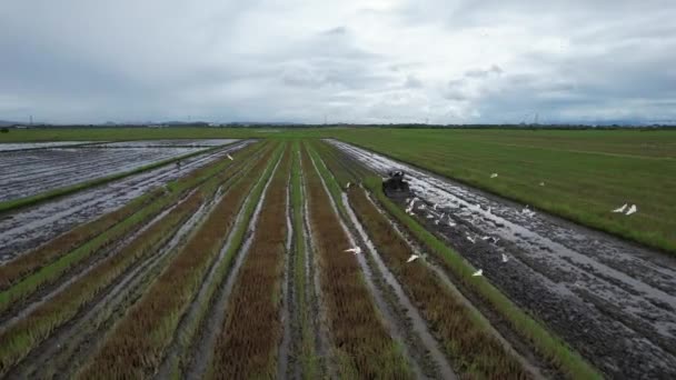 马来西亚凯达稻田耕作的拖拉机 — 图库视频影像
