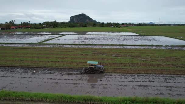 Tractoare Care Aruncă Câmpurile Orez Paddy Kedah Malaezia — Videoclip de stoc