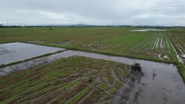 Тракторы Вспахивающие Рисовые Поля Кедахе Малайзия — стоковое видео