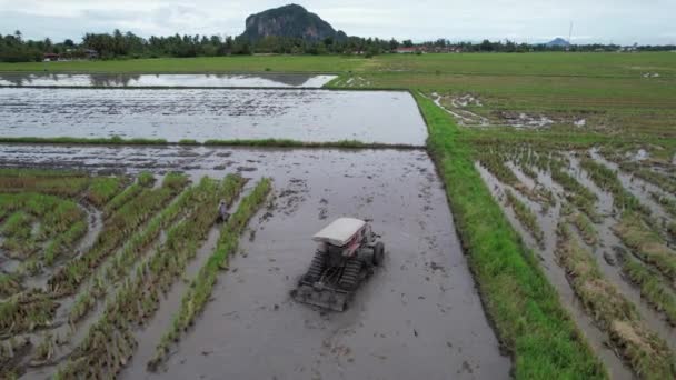 Tractores Arando Los Campos Arroz Con Arroz Kedah Malasia — Vídeos de Stock