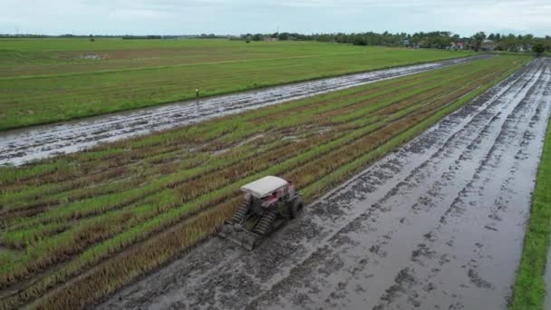 Tractors Ploughing Paddy Rice Fields Kedah Malaysia — Stock Video