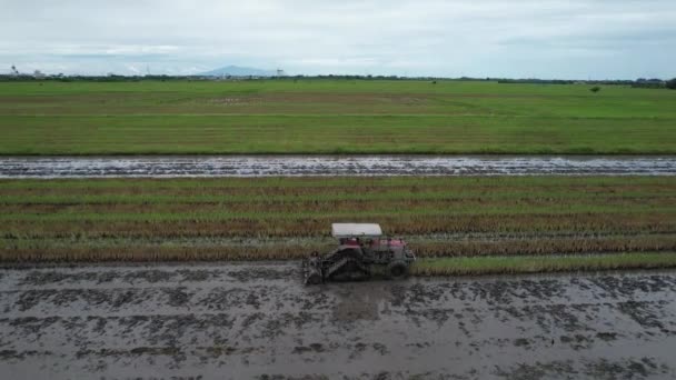 Traktoren Pflügen Die Reisfelder Kedah Malaysia — Stockvideo