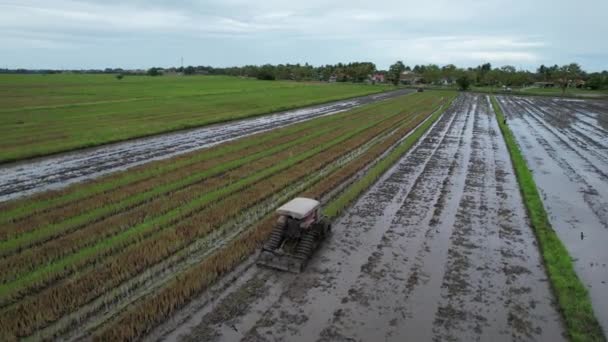 Malezya Kedah Daki Paddy Rice Tarlalarını Tarayan Traktörler — Stok video