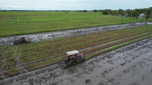 Traktorer Plogning Paddy Rice Fields Kedah Malaysia — Stockvideo