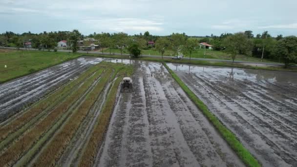 Traktorer Plogning Paddy Rice Fields Kedah Malaysia — Stockvideo