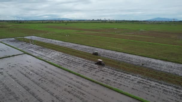 Les Collines Grenouille Penang Malaisie — Video