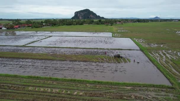 Les Collines Grenouille Penang Malaisie — Video