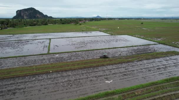 Les Collines Grenouille Penang Malaisie — Video