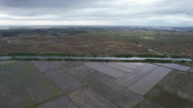 Kedah, Malezya 'nın Paddy Pirinç Tarlaları