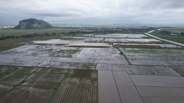 Kedah, Malezya 'nın Paddy Pirinç Tarlaları
