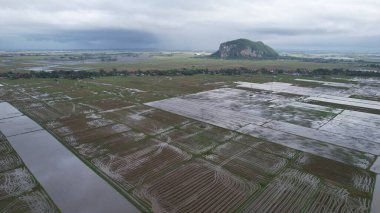 Kedah, Malezya 'nın Paddy Pirinç Tarlaları
