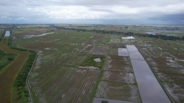 Kedah, Malezya 'nın Paddy Pirinç Tarlaları