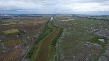 Kedah, Malezya 'nın Paddy Pirinç Tarlaları