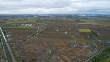 Kedah, Malezya 'nın Paddy Pirinç Tarlaları