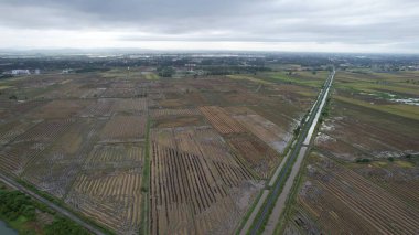 Kedah, Malezya 'nın Paddy Pirinç Tarlaları