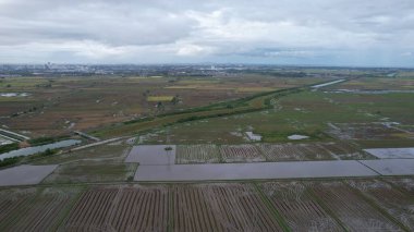 Kedah, Malezya 'nın Paddy Pirinç Tarlaları