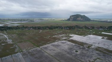 Kedah, Malezya 'nın Paddy Pirinç Tarlaları