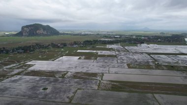 Kedah, Malezya 'nın Paddy Pirinç Tarlaları