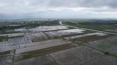 Kedah, Malezya 'nın Paddy Pirinç Tarlaları