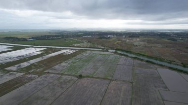 Kedah, Malezya 'nın Paddy Pirinç Tarlaları