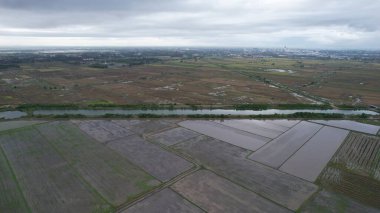 Kedah, Malezya 'nın Paddy Pirinç Tarlaları