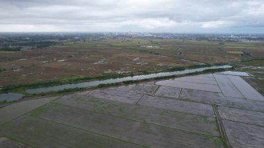 Kedah, Malezya 'nın Paddy Pirinç Tarlaları