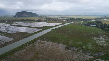 Kedah, Malezya 'nın Paddy Pirinç Tarlaları