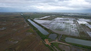 Kedah, Malezya 'nın Paddy Pirinç Tarlaları