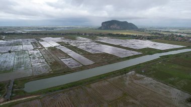 Kedah, Malezya 'nın Paddy Pirinç Tarlaları