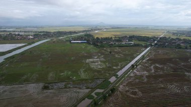 Kedah, Malezya 'nın Paddy Pirinç Tarlaları
