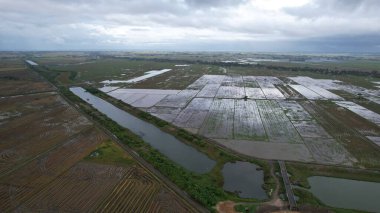 Kedah, Malezya 'nın Paddy Pirinç Tarlaları
