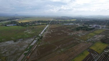 Kedah, Malezya 'nın Paddy Pirinç Tarlaları