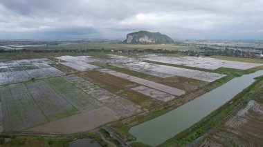 Kedah, Malezya 'nın Paddy Pirinç Tarlaları