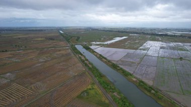 Kedah, Malezya 'nın Paddy Pirinç Tarlaları
